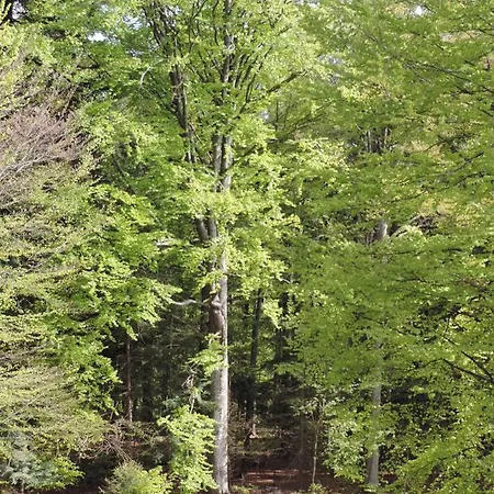 Ferienwohnung Waldoase Am Fuchsenstein Spiegelau Buitenkant foto